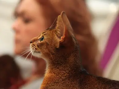 Mèo Abyssinian nâu đỏ nhìn nghiêng, phía sau là người phụ nữ tóc đỏ