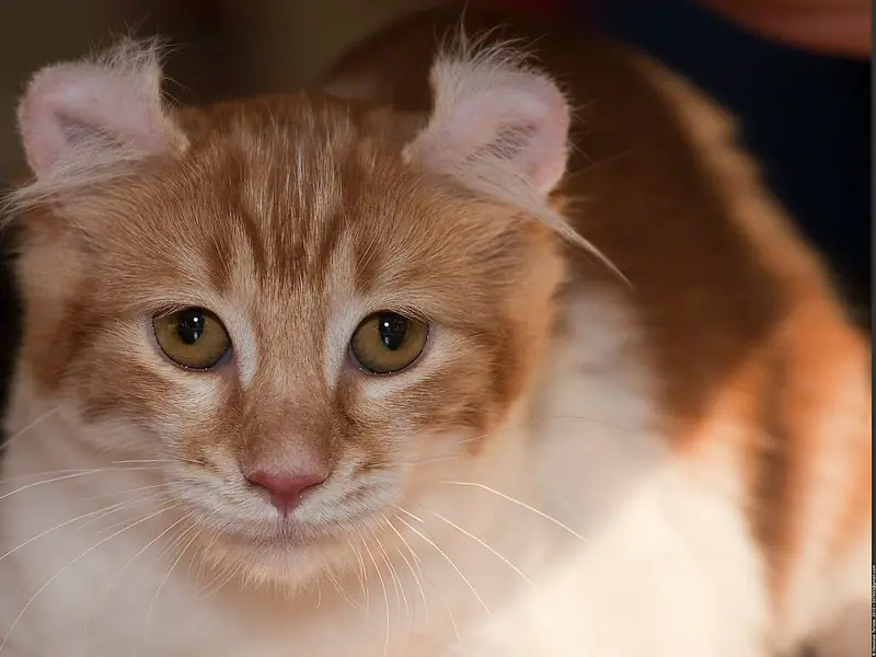 Mèo American Curl màu cam trắng, tai cong ngược ra sau, nhìn thẳng