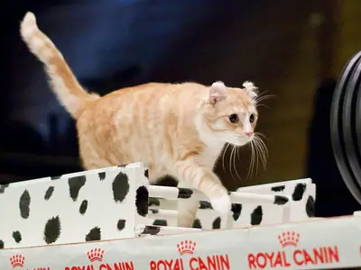 Mèo American Curl màu kem tai cong vượt chướng ngại tại buổi thi agility