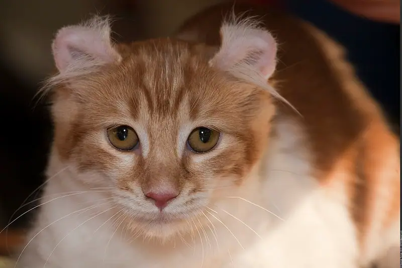Orange-and-white American Curl with ears curling backward, facing the camera