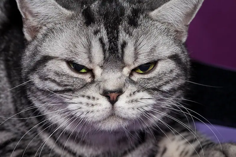 Silver classic tabby American Shorthair lying down, eyes narrowed, facing the camera