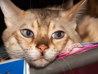 Mèo Bengal màu nhạt mắt xanh dương tì cằm lên mép tạp chí