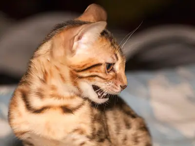 Mèo Bengal đốm vàng cam há miệng quay đầu sang phải