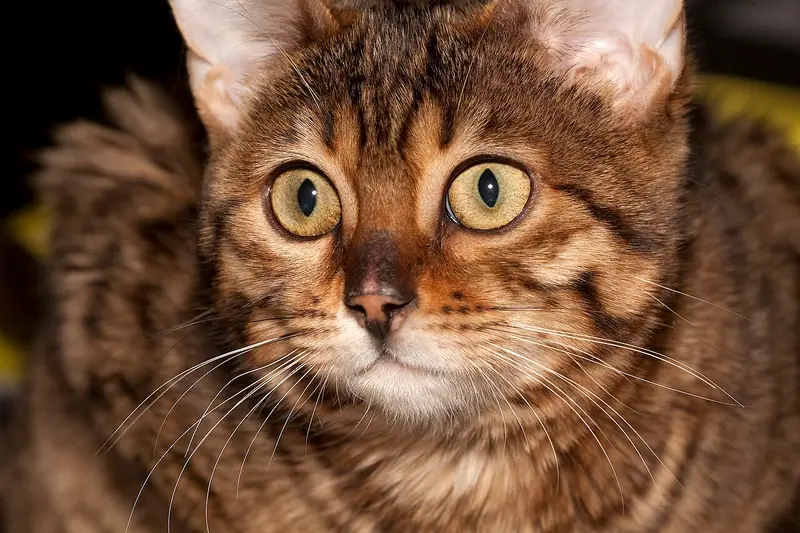 Close-up of a brown spotted Bengal with large green eyes looking straight ahead