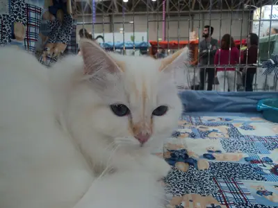 Mèo lông dài trắng kem điểm đỏ nằm trên chăn hoa tại triển lãm
