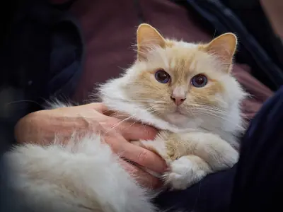 Mèo Birman lông xù màu kem điểm đỏ, mắt xanh, được người ôm