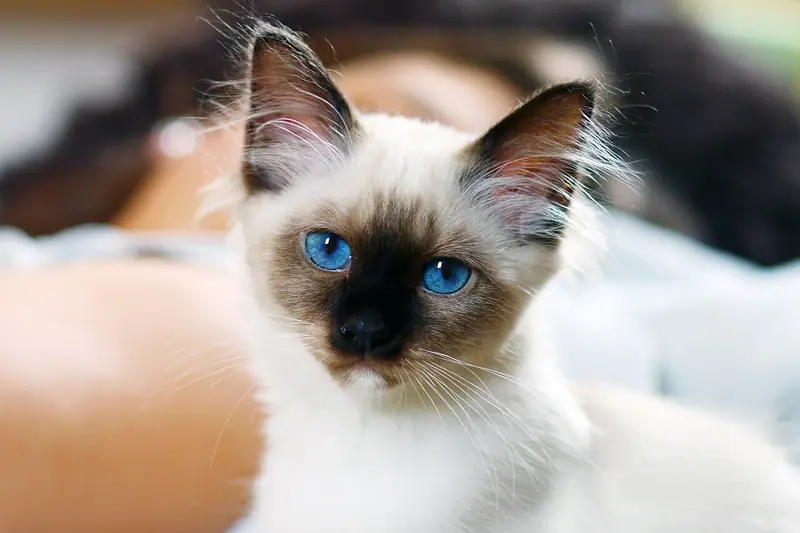 Seal point Birman kitten with vivid blue eyes lying on a light blanket