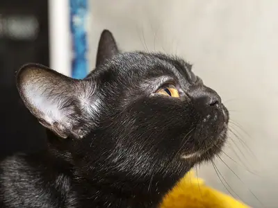 Mèo Bombay đen nhìn nghiêng lên cao, lông mặt bóng mượt