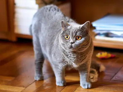 Mèo Anh lông ngắn xám mắt vàng đứng trên sàn gỗ, nhìn thẳng vào ống kính