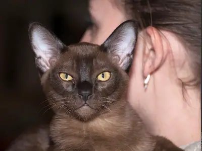 Mèo Miến Điện nâu sẫm mắt vàng được bế cạnh tai người