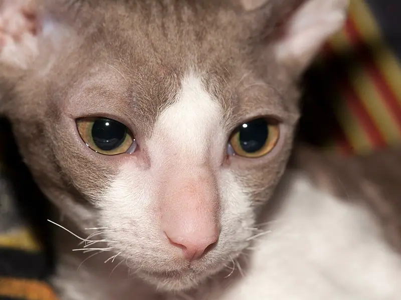 Cận mặt mèo Cornish Rex màu tử đinh hương trắng, mắt hổ phách to