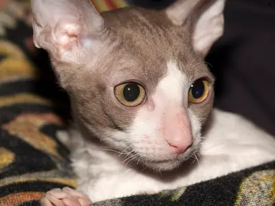 Mèo Cornish Rex tử đinh hương trắng tai to nằm trên chăn hoa văn
