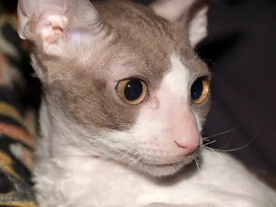 Mèo Cornish Rex tử đinh hương trắng mặt thon, nhìn sang phải