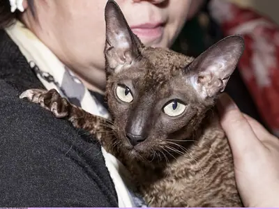 Mèo Cornish Rex nâu lông xoăn sóng, được chủ ôm trước ngực