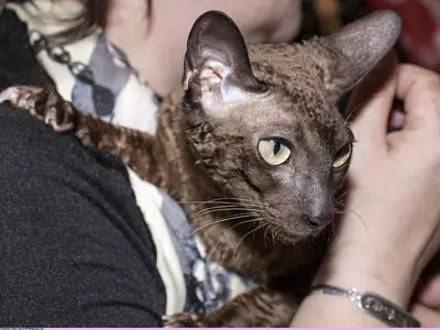 Mèo Cornish Rex nâu xoăn, tai to, nhìn sang phải trong vòng tay chủ
