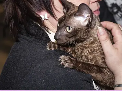 Mèo Cornish Rex nâu lông xoăn bám vai người phụ nữ