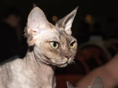 Mèo Devon Rex xám nhạt nhìn nghiêng sang phải, tai to dựng cao