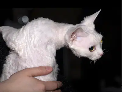 Mèo Devon Rex trắng lông xoăn đứng cúi đầu, nhìn sang phải