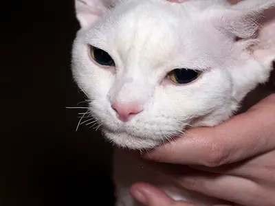 Mèo Devon Rex trắng lim dim mắt, được người giữ đầu