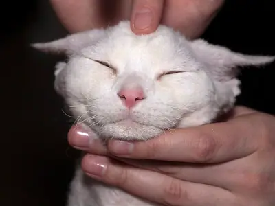 Mèo Devon Rex trắng nhắm mắt khi được gãi đầu và cằm