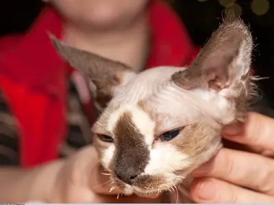 Mèo Devon Rex point nâu, tai to, được người áo đỏ bế