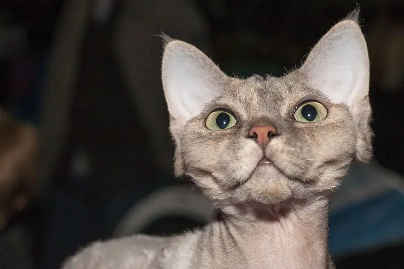 Mèo Devon Rex xám nhạt lông xoăn thưa, tai rất to, mắt tròn nhìn thẳng