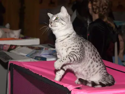 Mèo Mau Ai Cập đốm bạc ngồi trên lồng hồng, ngẩng nhìn lên