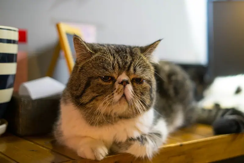 Brown tabby-and-white flat-faced Exotic lying on a wooden table in a café
