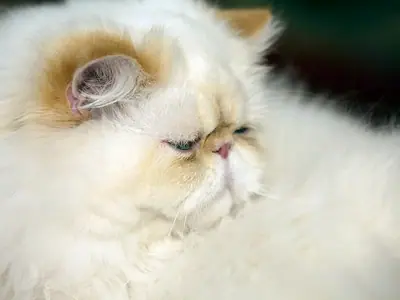 Mèo Himalaya lông trắng kem xù nhìn nghiêng, tai điểm màu cam