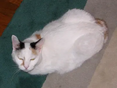 Mèo Bobtail Nhật trắng đốm màu nằm sấp trên sàn, mắt nheo