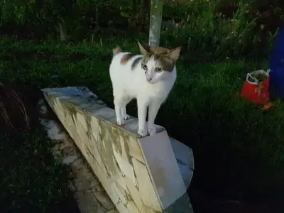 Mèo Bobtail Nhật trắng đốm nâu đứng trên tấm ván ngoài vườn lúc chập tối