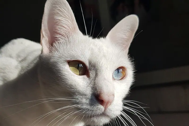 Pure white Khao Manee with odd eyes, one amber and one blue, looking right