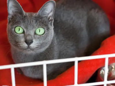 Mèo Korat xám xanh mắt xanh lục nằm trên chăn đỏ sau song lồng