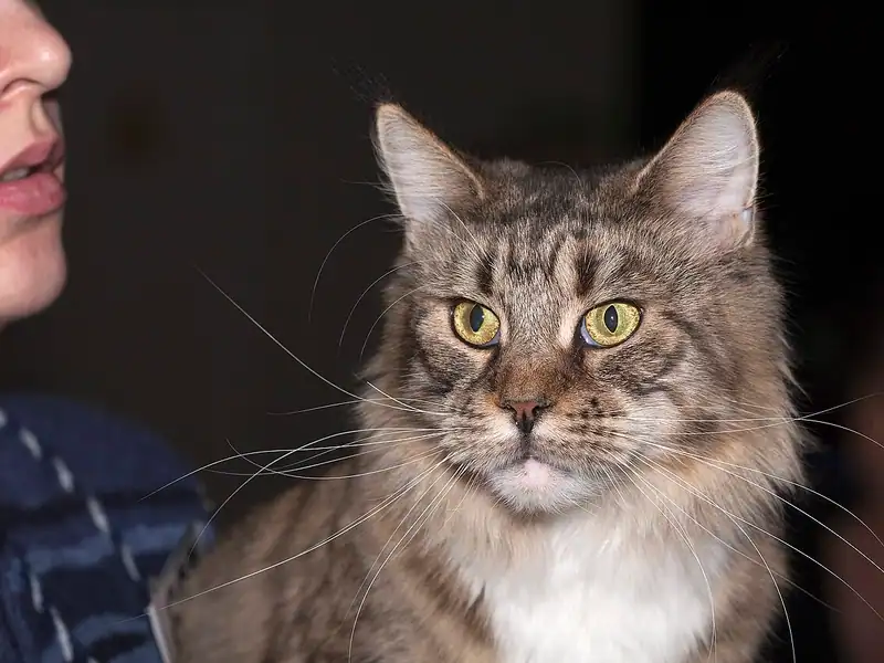 Mèo Maine Coon vằn nâu ngực trắng, tai có chùm lông, ngồi cạnh người chủ