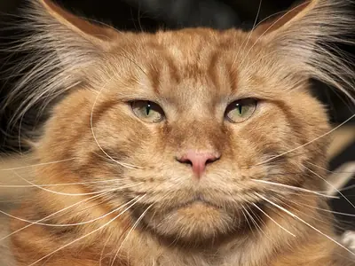 Cận mặt mèo Maine Coon màu đỏ cam, tai có chùm lông dài, mắt xanh lục