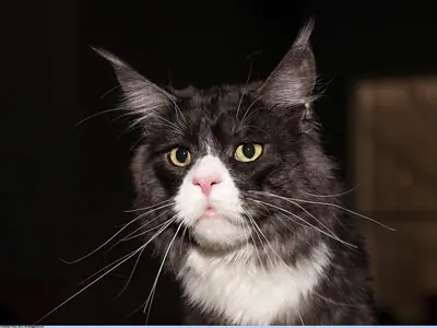 Mèo Maine Coon đen khói ngực trắng, mắt vàng, trên nền tối
