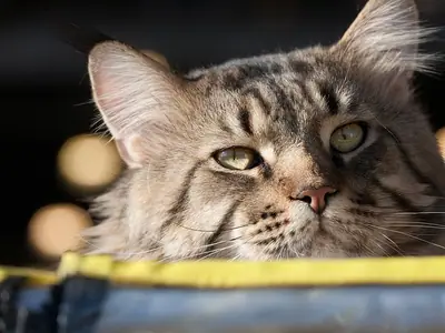 Mèo Maine Coon vằn bạc nằm trong ổ có viền vàng, nhìn sang bên
