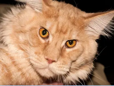 Mèo Maine Coon màu kem lông xù nghiêng đầu nhìn ống kính