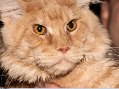 Mèo Maine Coon màu kem mắt hổ phách được người giữ trên tay