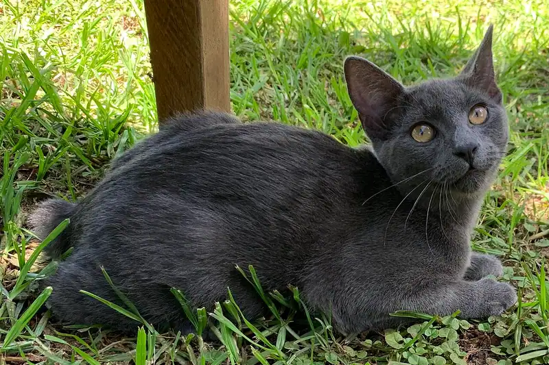 Young blue-grey Manx lying on the grass, yellow eyes facing the camera