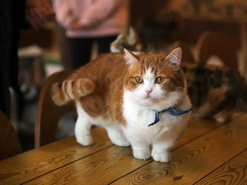 Mèo Munchkin trắng cam chân ngắn, đeo khăn xanh, đứng trên bàn gỗ