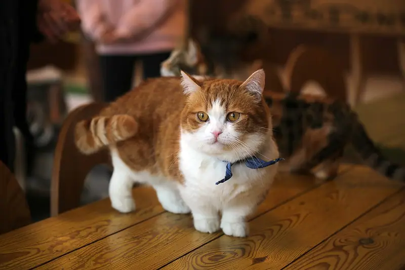 Short-legged orange-and-white Munchkin wearing a blue scarf, standing on a wooden table