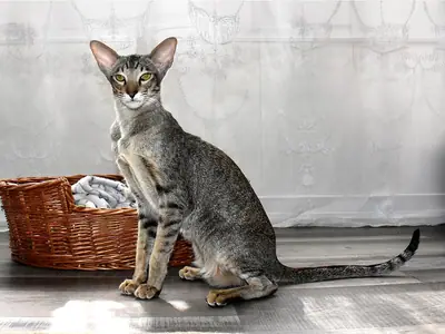 Mèo Phương Đông lông ngắn vằn đốm đen ngồi cạnh giỏ mây, tai rất to