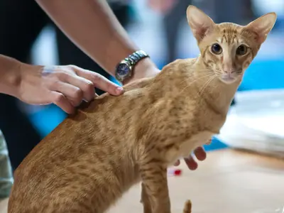 Mèo Phương Đông lông ngắn vằn đốm đỏ ngồi trên bàn chấm thi, được vuốt lưng