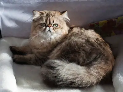 Mèo Ba Tư vằn nâu lông dài nằm cuộn trên đệm trắng, đuôi xù