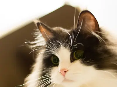 Mèo RagaMuffin đen trắng lông xù ngồi trên kệ, ánh sáng ấm
