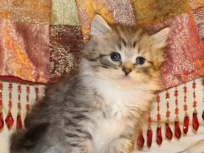Mèo RagaMuffin con vằn nâu xám ngồi trước tấm vải tua rua