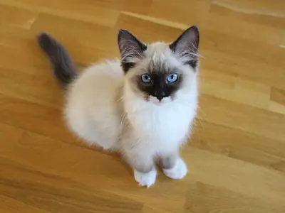 Mèo con Ragdoll mắt xanh, mặt và tai sẫm màu, ngồi trên sàn gỗ nhìn lên
