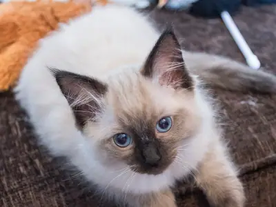 Mèo con Ragdoll point mắt xanh nằm trên thảm nâu, nhìn thẳng