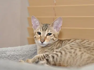 Mèo Savannah con lông đốm nâu nằm trên chăn xám, tai to dựng
